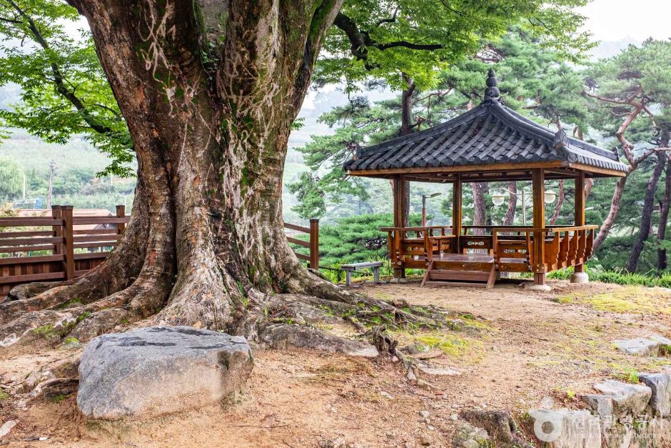 영주 솔향기마을