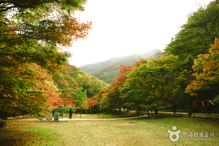 내장산의 단풍과 동학혁명의 뜨거운 열망이 타는 정읍
