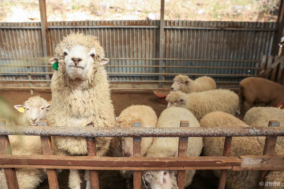 정선 양떼목장