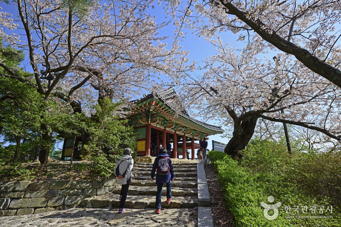 벚꽃 흩날리는 경포호를 걷다