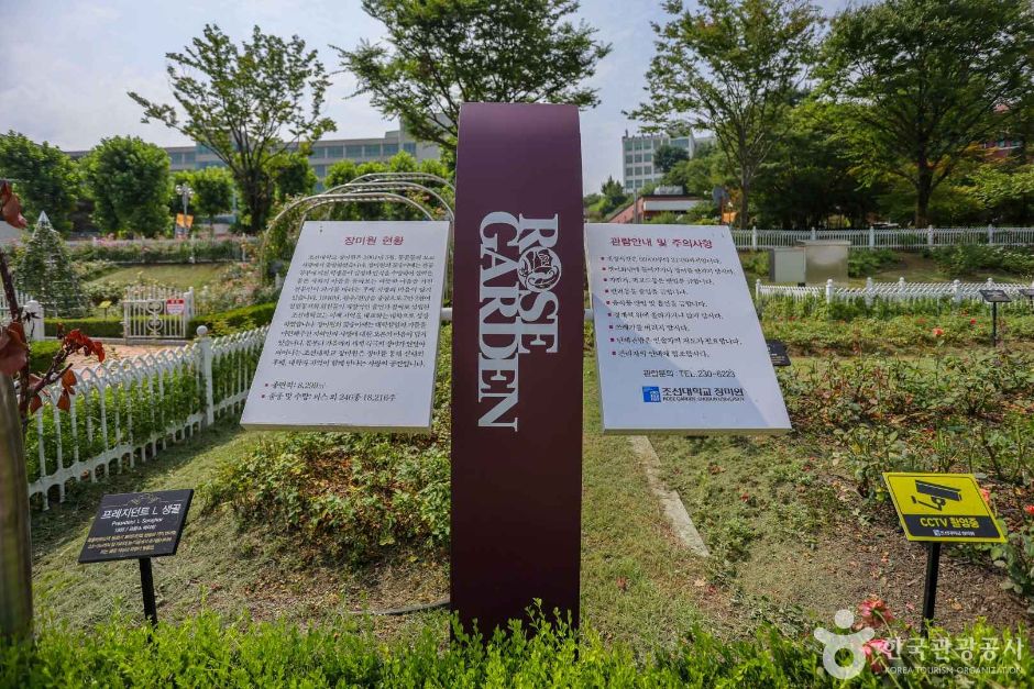 광주 가볼만한 곳 조선대학교 장미원