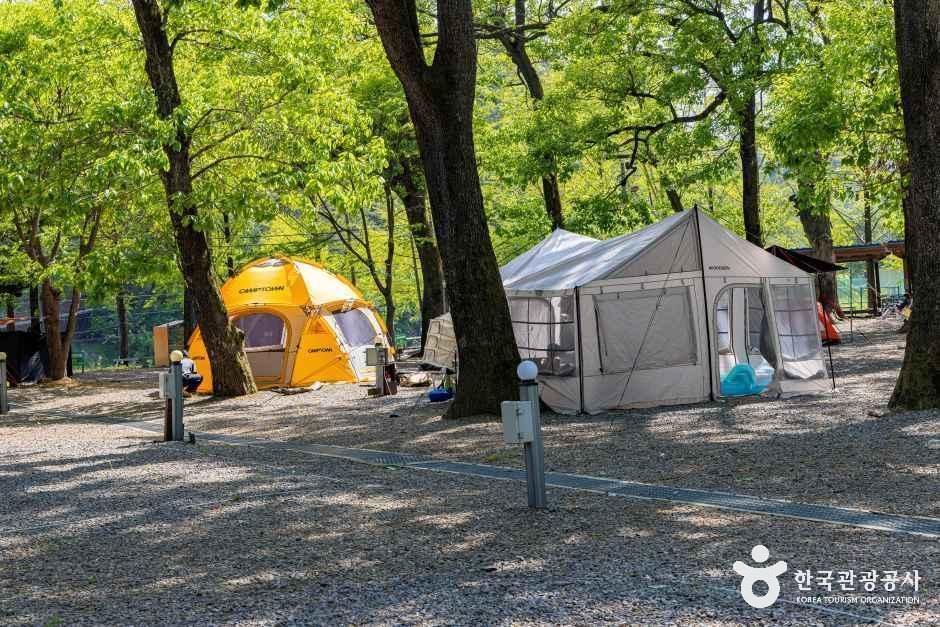 금관숲캠핑장