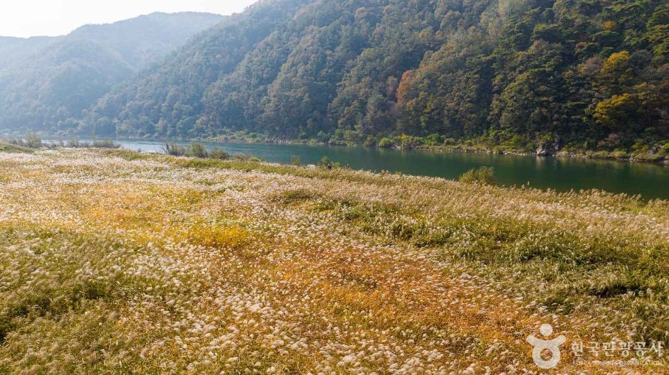충북 가볼만한 곳 고운골 남한강 갈대숲