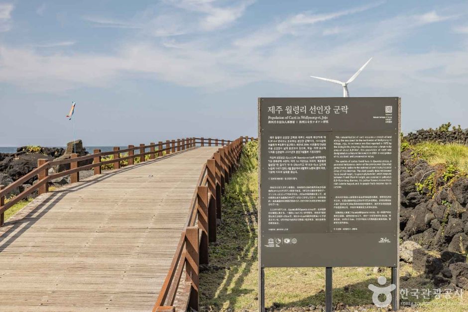 월령 선인장군락지