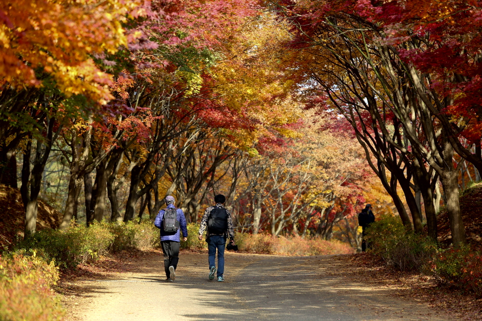 충남 문화시설 독립기념관단풍나무숲길(단풍나무숲길독립기념관)