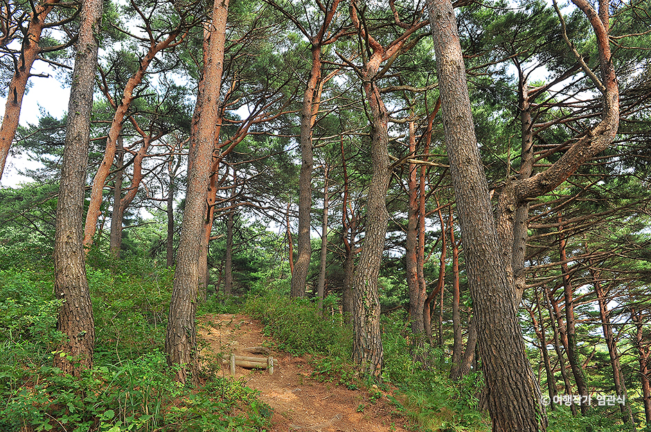 화진포소나무숲산림욕장