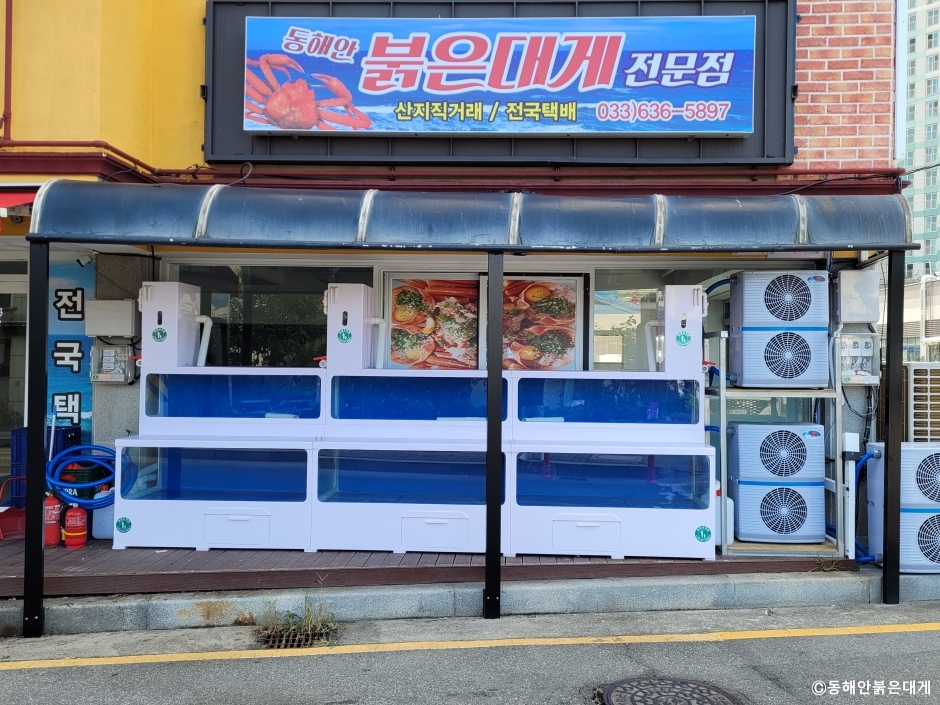 동해안붉은대게