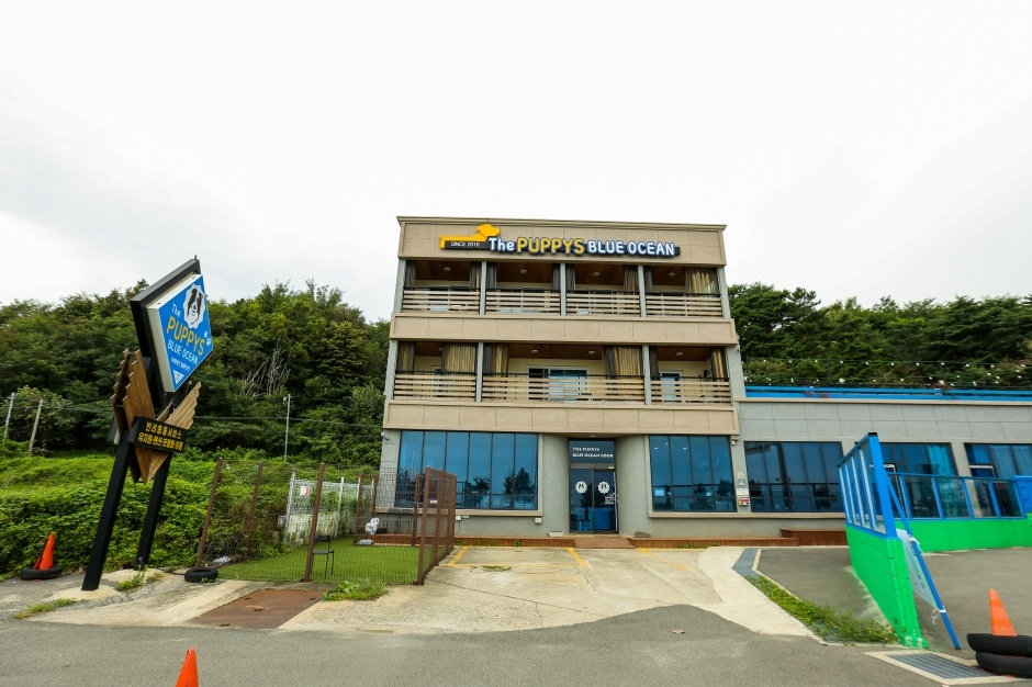 강원 숙소 더퍼피즈블루오션