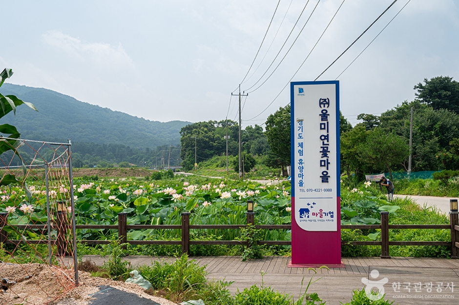 울미연꽃마을