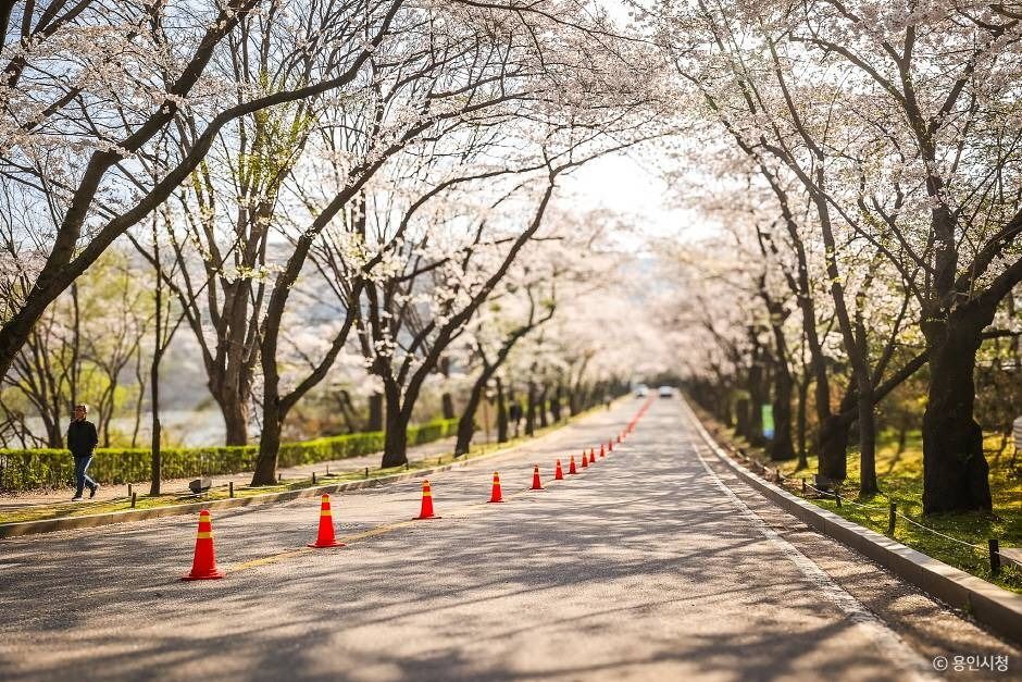 가실벚꽃길