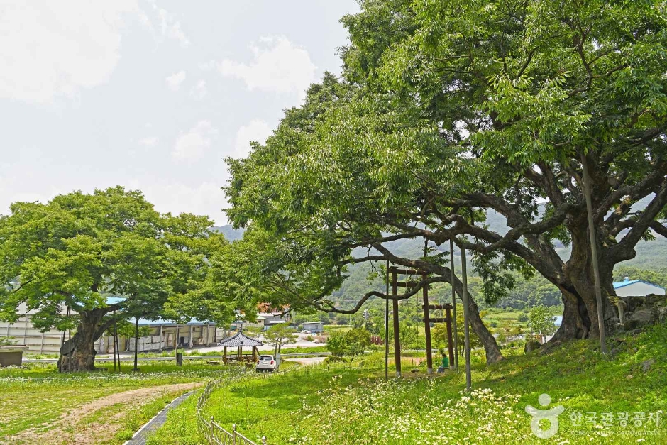 충북 가볼만한 곳 괴산 오가리 느티나무