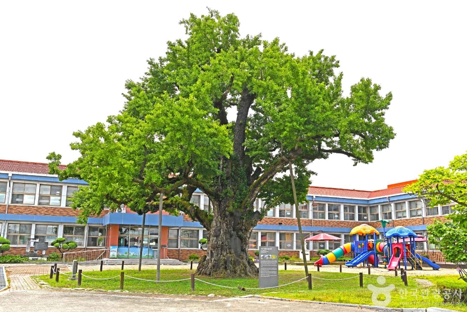 충북 가볼만한 곳 괴산 읍내리 은행나무