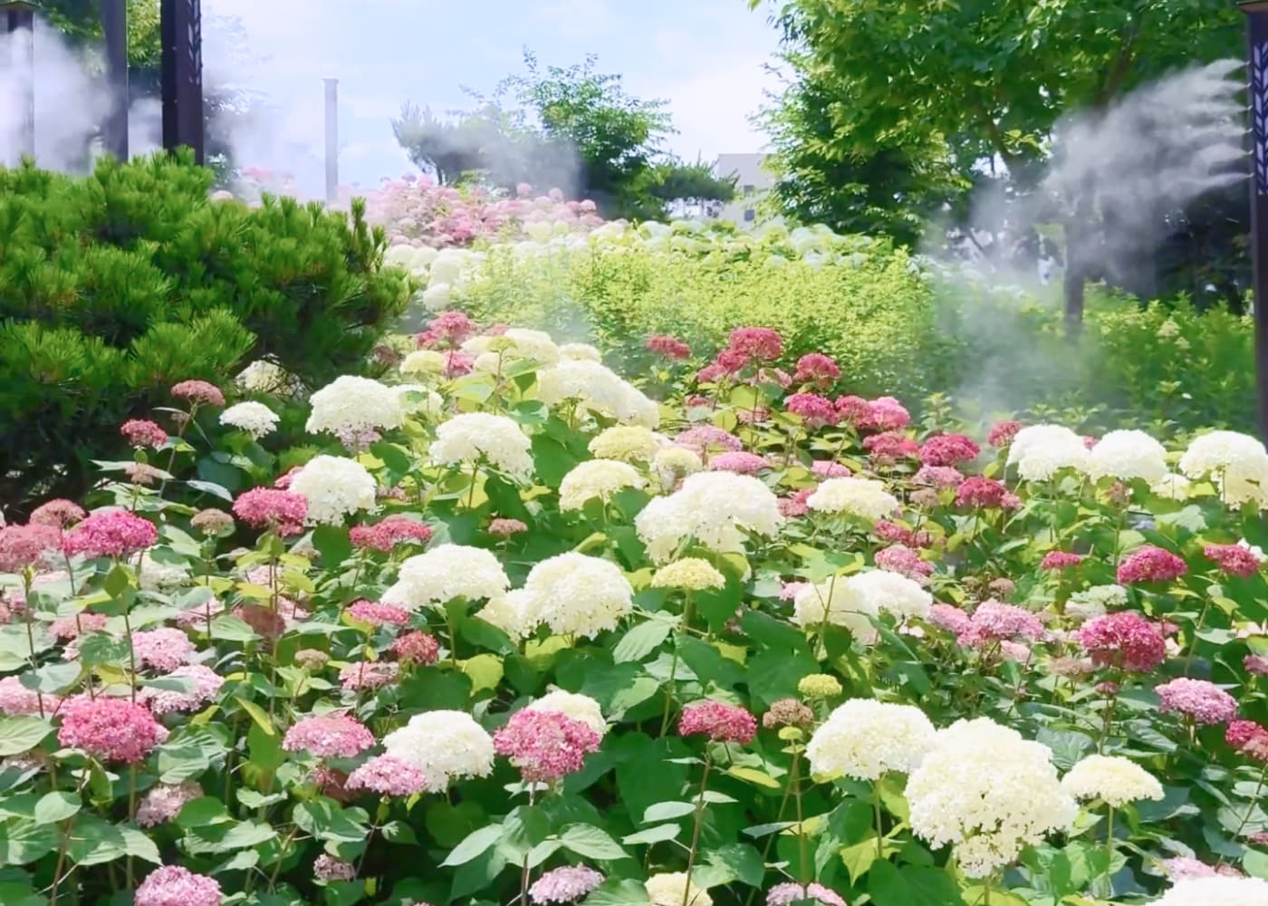 초안산수국동산